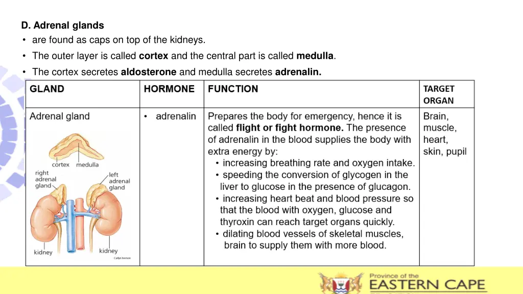 d adrenal glands are found as caps