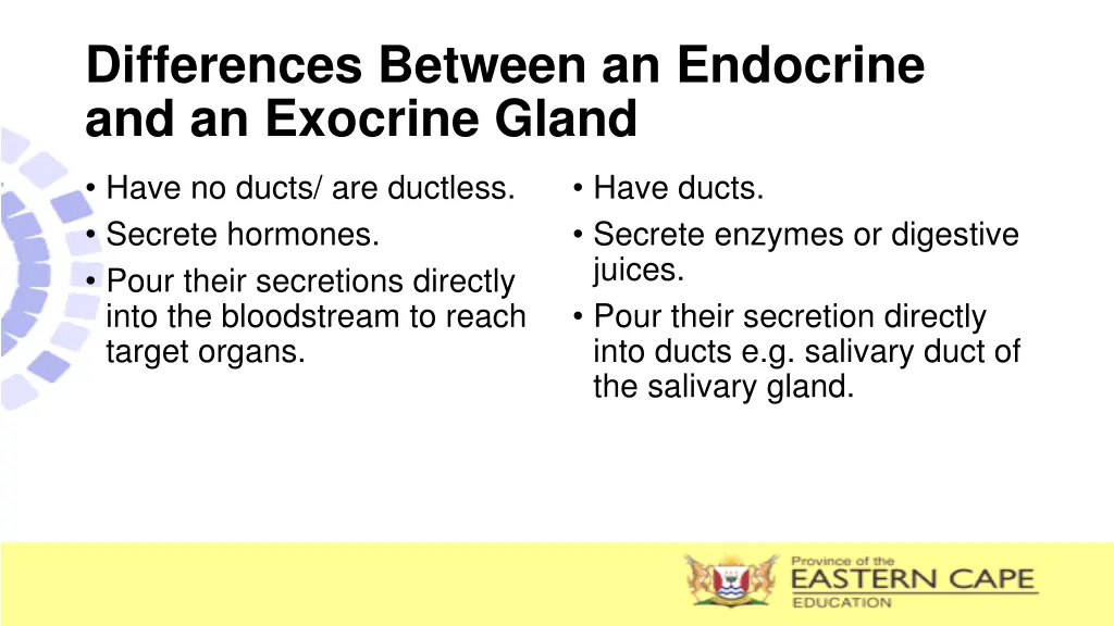 differences between an endocrine and an exocrine