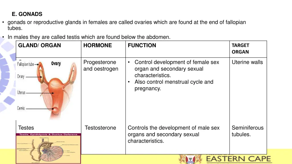 e gonads gonads or reproductive glands in females