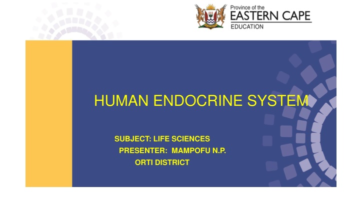 human endocrine system