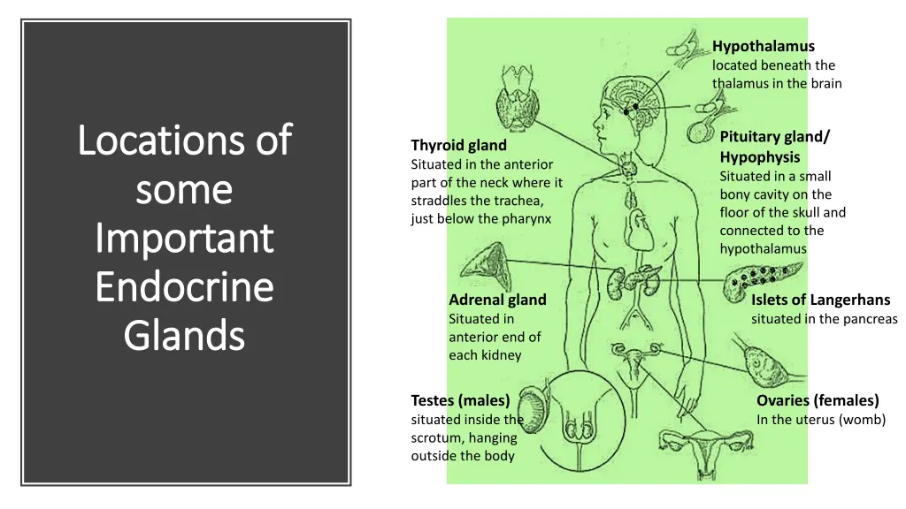 hypothalamus located beneath the thalamus