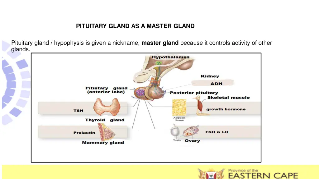 pituitary gland as a master gland