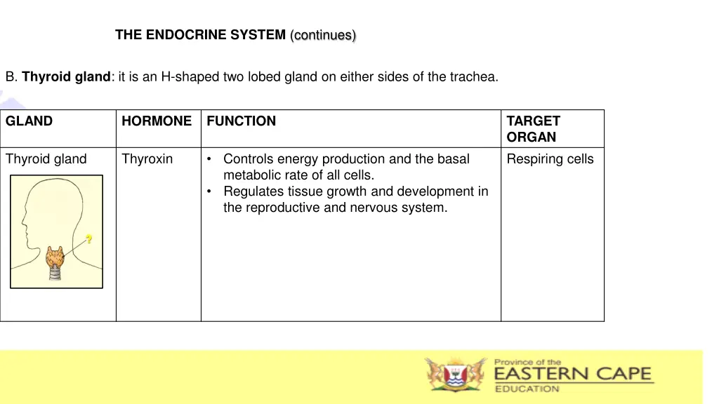 the endocrine system continues