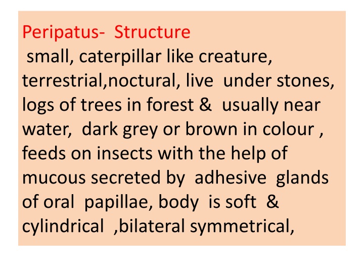 peripatus structure small caterpillar like