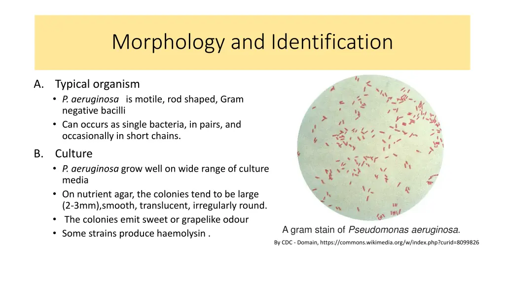 morphology and identification