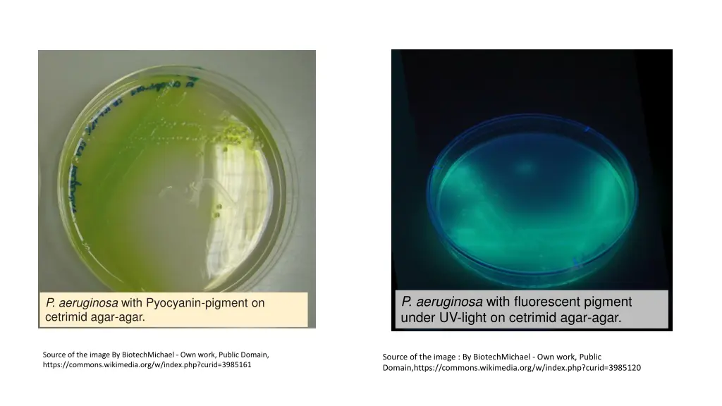 p aeruginosa with fluorescent pigment under