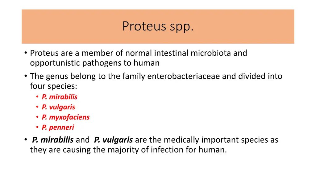 proteus spp