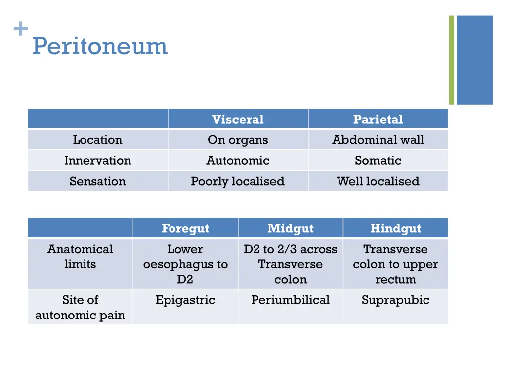 peritoneum