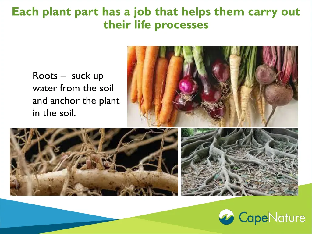 each plant part has a job that helps them carry