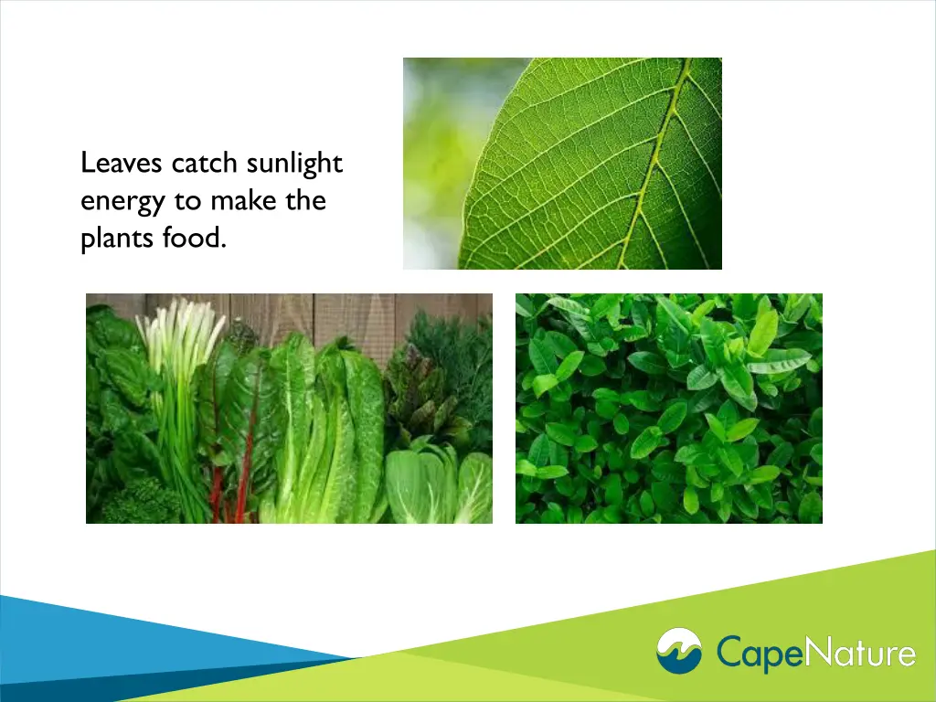 leaves catch sunlight energy to make the plants