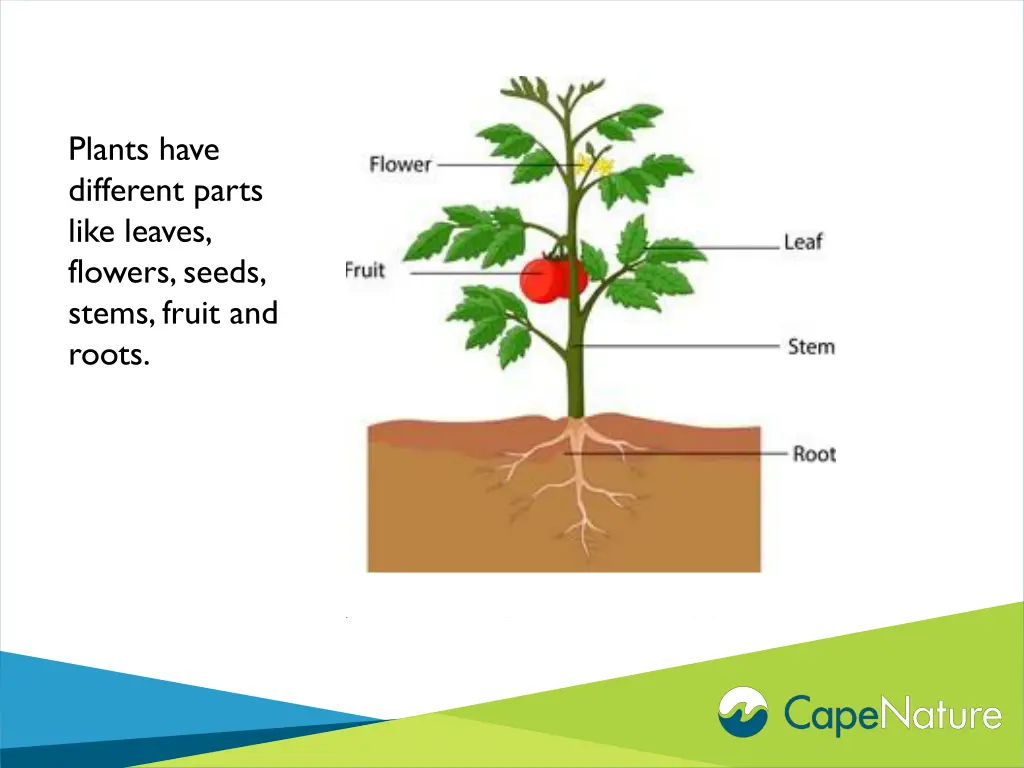 plants have different parts like leaves flowers