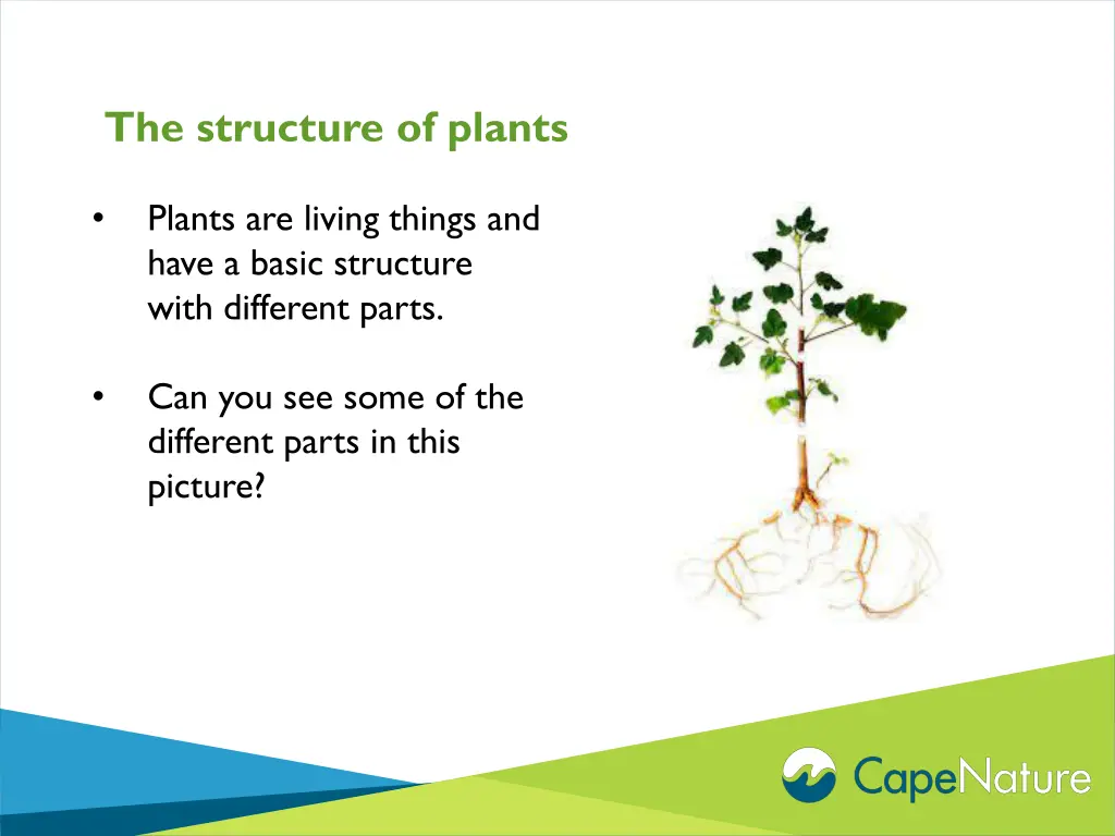 the structure of plants 1