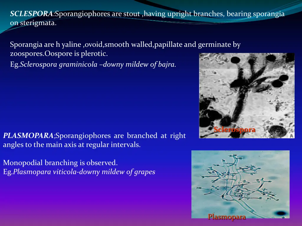 sclespora sporangiophores are stout having