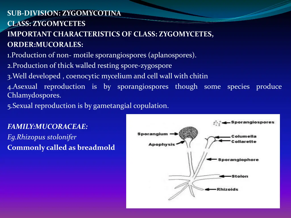 sub division zygomycotina class zygomycetes