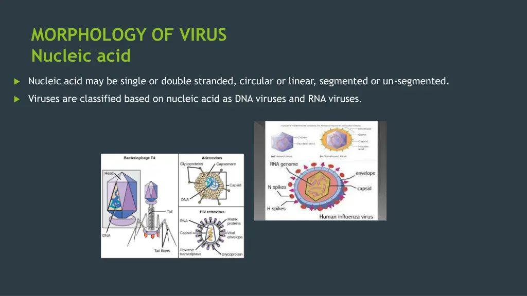 morphology of virus nucleic acid