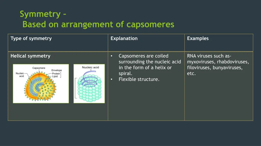 symmetry based on arrangement of capsomeres 1