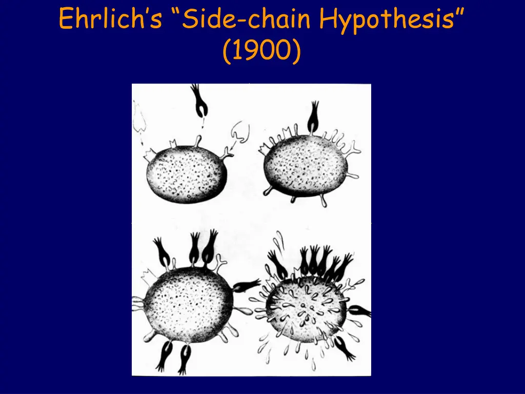 ehrlich s side chain hypothesis 1900