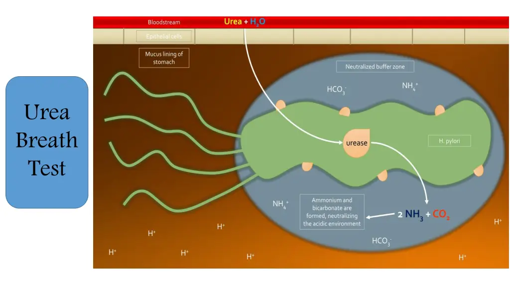 urea breath test