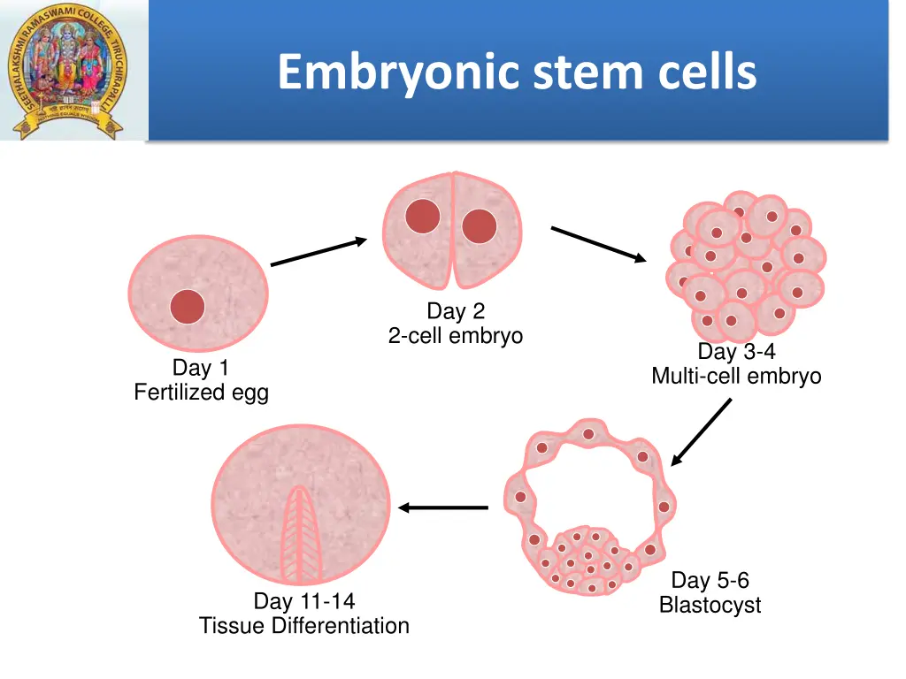 stages of embryogenesis embryonic stem cells