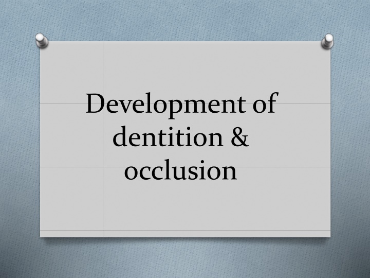 development of dentition occlusion