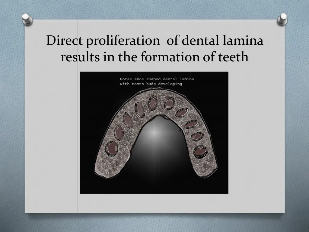 direct proliferation of dental lamina results