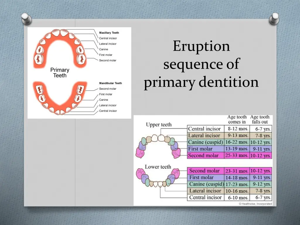 eruption sequence of primary dentition