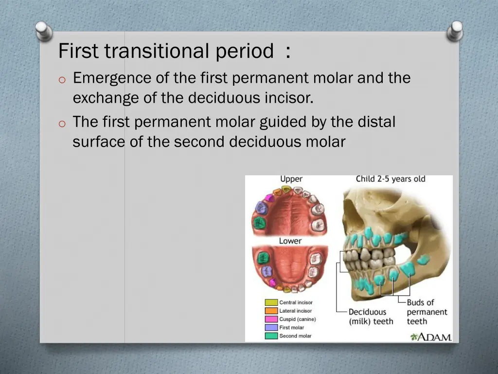 first transitional period o emergence