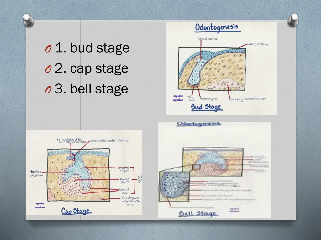 o 1 bud stage o 2 cap stage o 3 bell stage