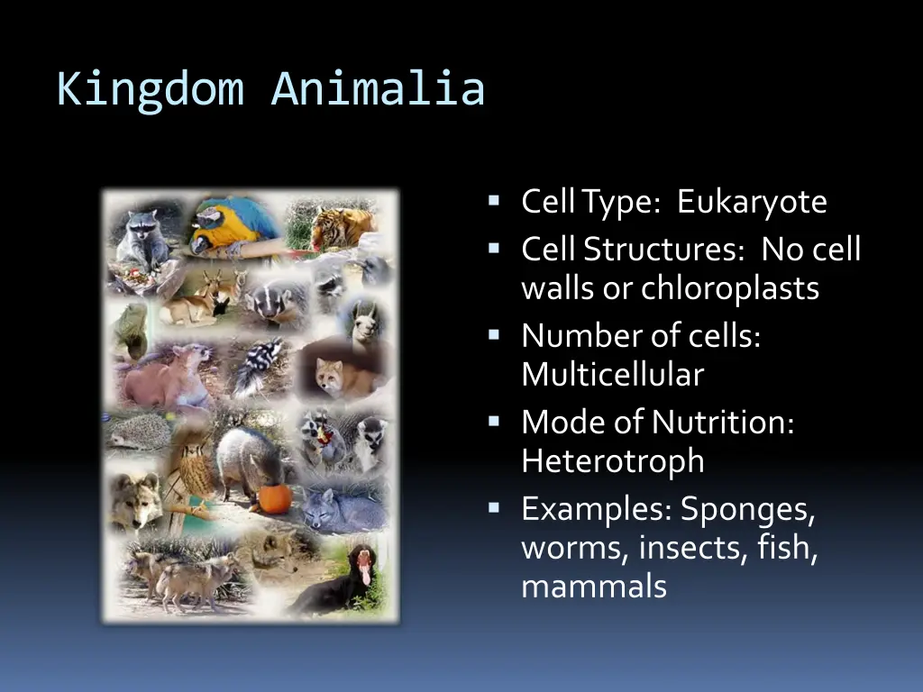 kingdom animalia