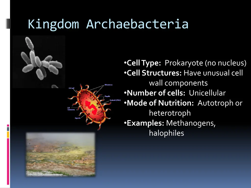 kingdom archaebacteria