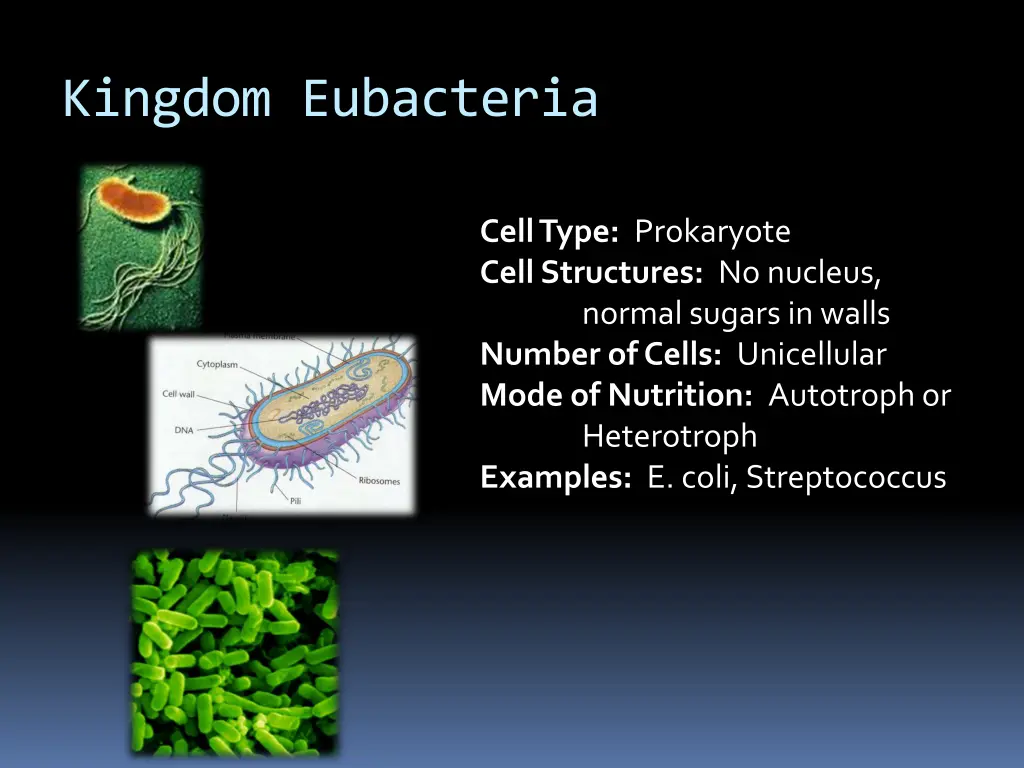 kingdom eubacteria