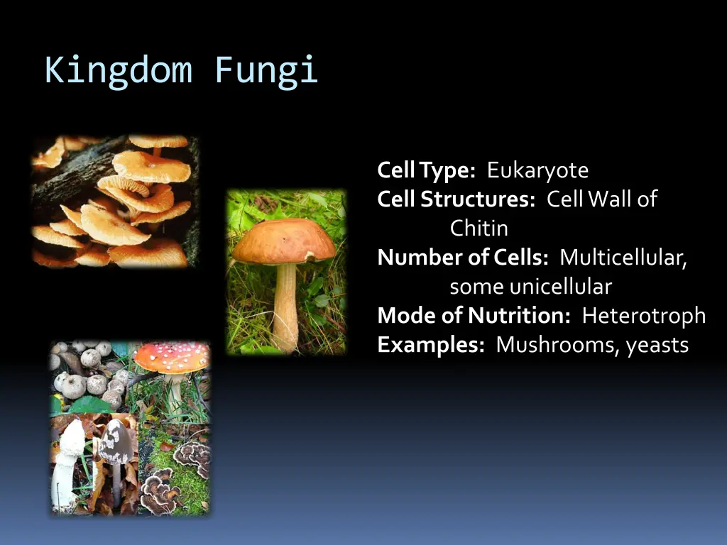 kingdom fungi