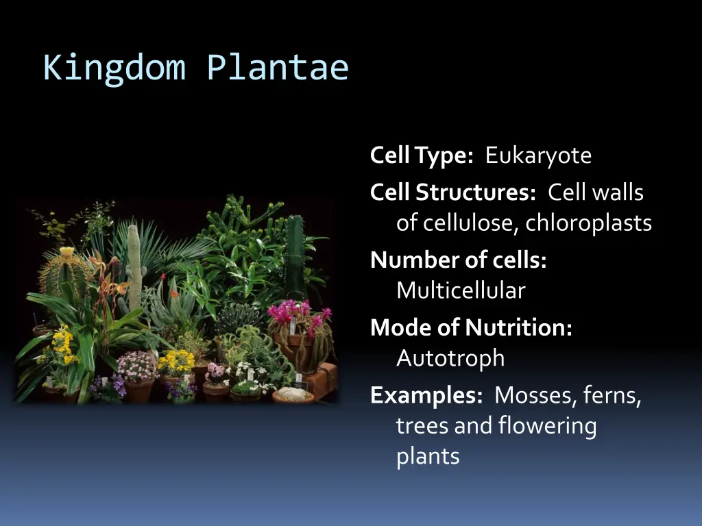 kingdom plantae