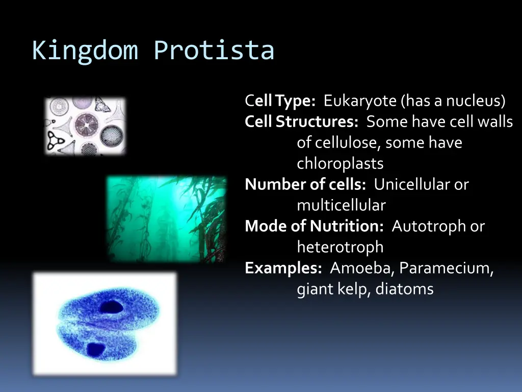 kingdom protista