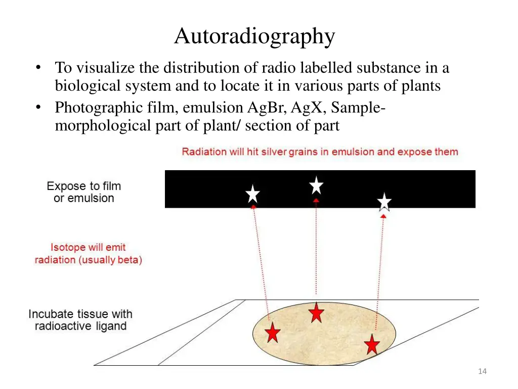 autoradiography