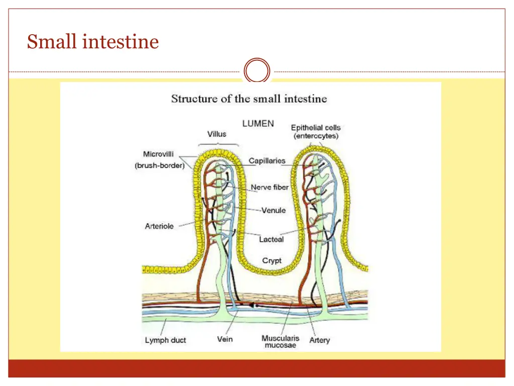 small intestine 1