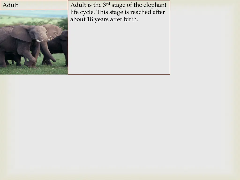 adult is the 3 rd stage of the elephant life