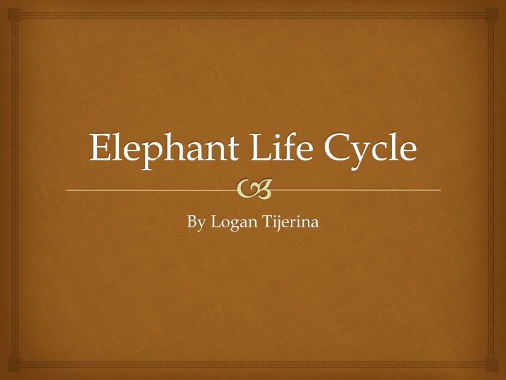 elephant life cycle