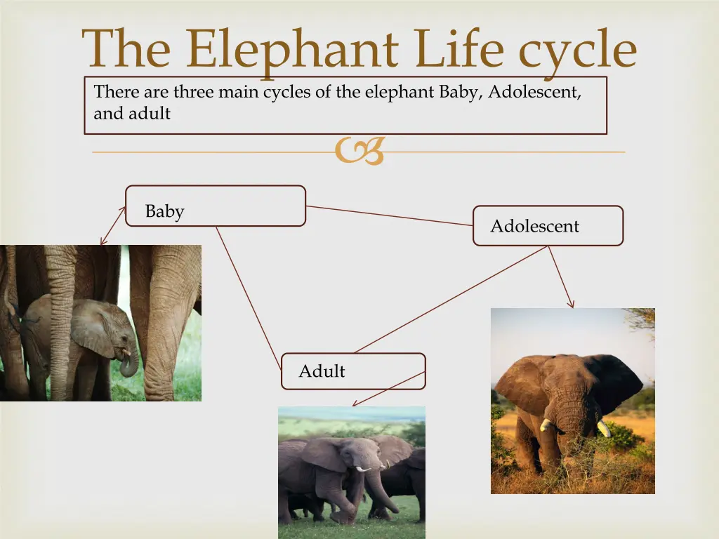 the elephant life cycle there are three main