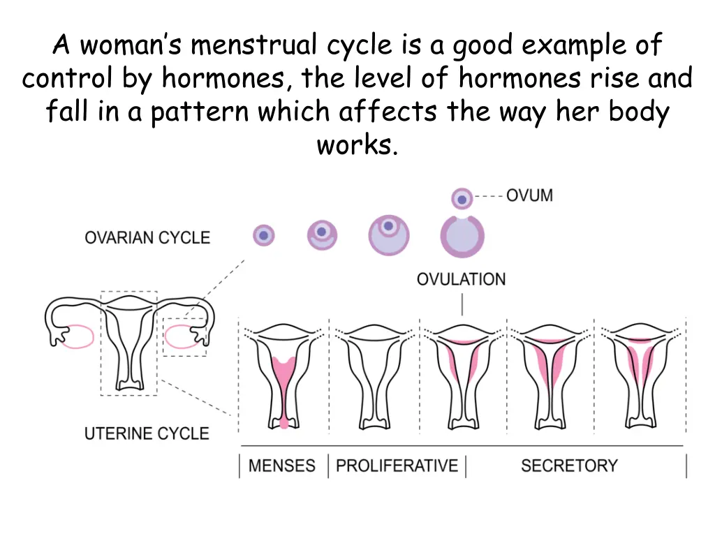 a woman s menstrual cycle is a good example