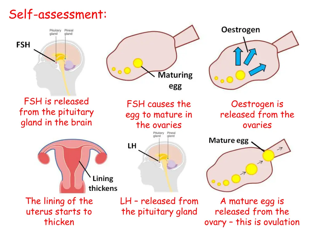 self assessment 1