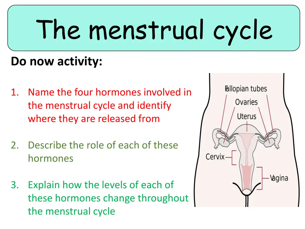 the menstrual cycle