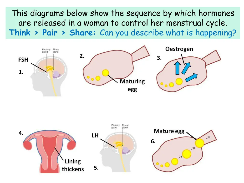 this diagrams below show the sequence by which