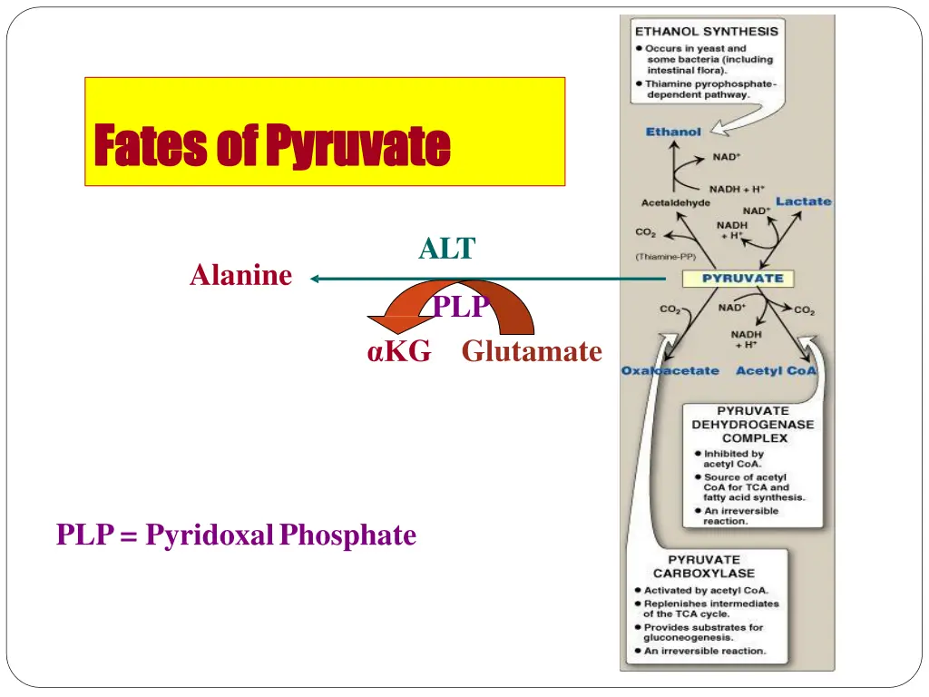 fates fates of ofpyruvate pyruvate