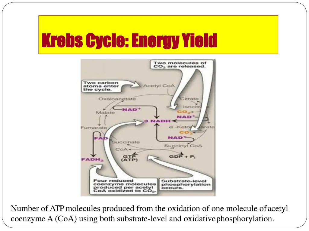 krebs cycle krebs cycle energy