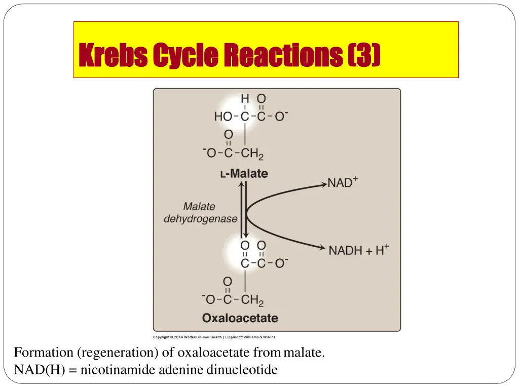 krebs krebs cycle 2