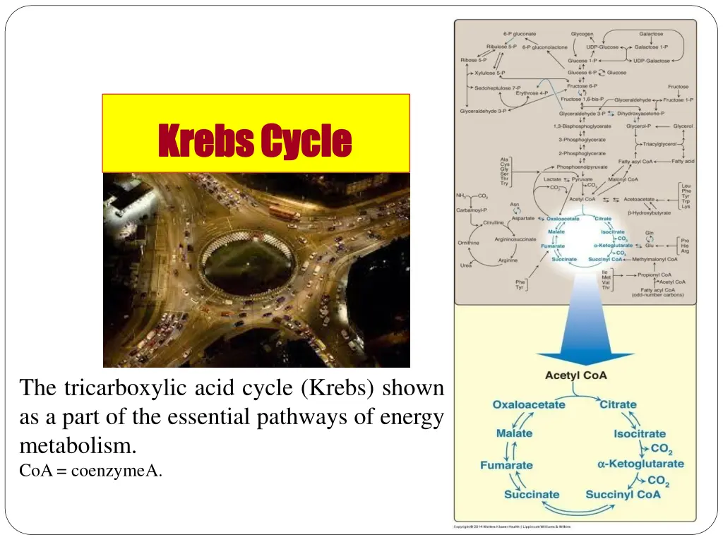 krebs krebscycle