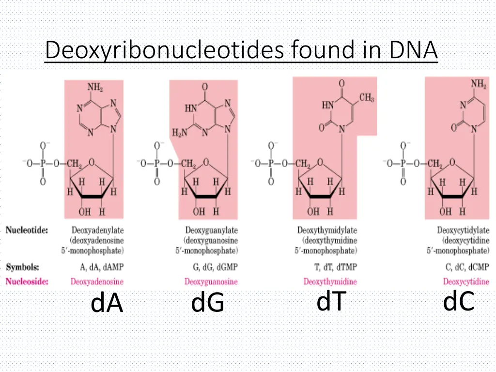 deoxyribonucleotides found in dna