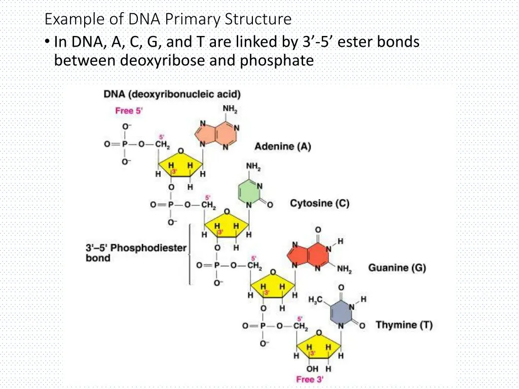 example of dna primary structure