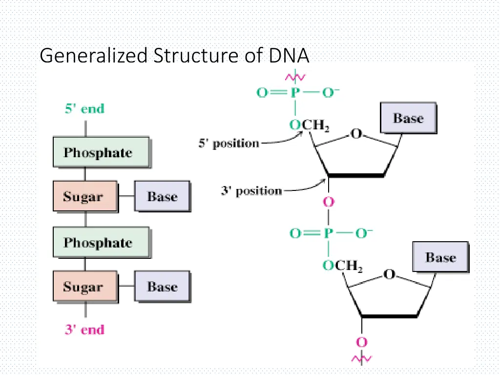 generalized structure of dna